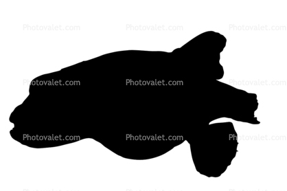 Golden Puffer silhouette, (Arothron meleagris), Tetraodontiformes, Tetraodontidae, pufferfish, shape, logo