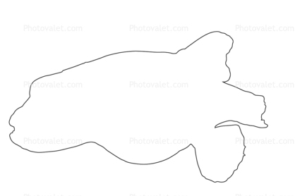 Golden Puffer outline, (Arothron meleagris), Tetraodontiformes, Tetraodontidae, pufferfish, line drawing, shape
