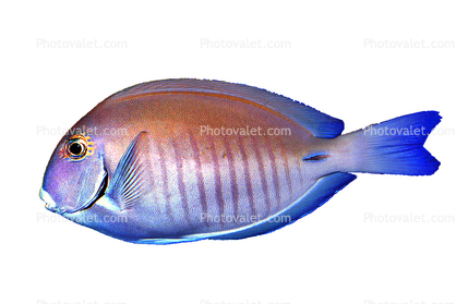 Tang, Surgeonfish photo object, cutout, photo-object, cut-out