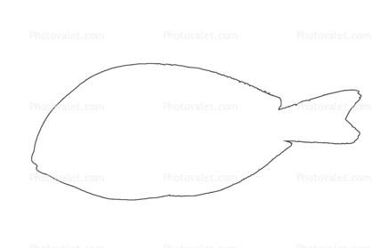 Acanthuridae, Tang, Surgeonfish Outline, line drawing, shape