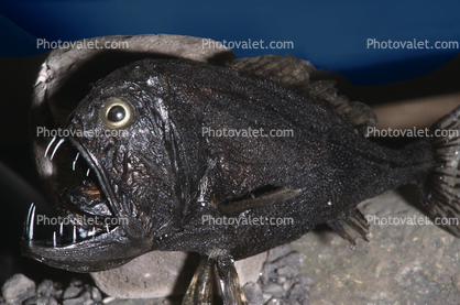 Fangtooth, (Anoplogaster cornuta), Deep Sea Creature, Dragonfish, eyes