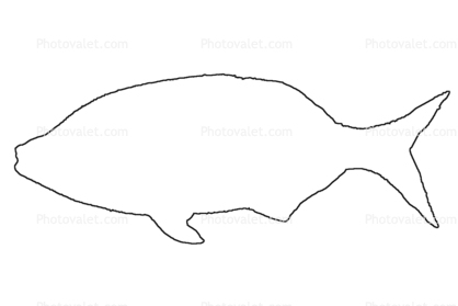 Shiner Surfperch outline, (Cymatogaster aggregata), Perciformes, Embiatocidae, line drawing, shape
