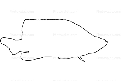 Panther Grouper outline, (Cromileptes altivelis), Perciformes, Serranidae, line drawing, shape