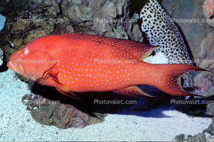 Coral Grouper (Cephalopholis miniata), Perciformes, Serranidae, seabass