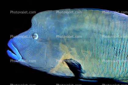 Humphead Wrasse, Red Sea, (Cheilinus undulatus), Perciformes, Labridae, Napoleon Fish