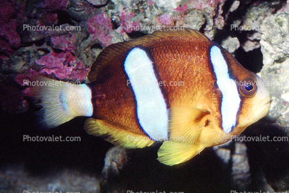 Red Sea clownfish, Two-banded anemonefish, (Amphiprion bicinctus), Perciformes, Pomacentridae