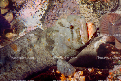 Monkeyface-eel, (Cebidichthys violaceus), Perciformes, Zoarcoidei, Stichaeidae