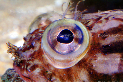 Sarcastic Fringehead, (Neoclinus blanchardi), Perciformes, Chaenopsidae, eyes