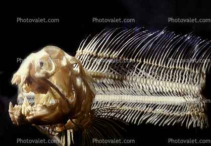 Wolf-Eel, Skeleton, (Anarrhichthys ocellatus), Perciformes, Anarhichadidae