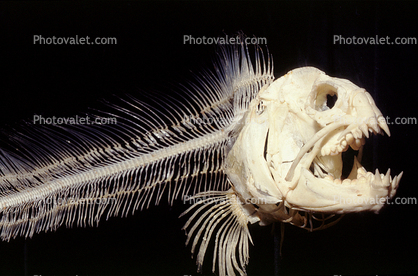 Wolf-Eel, Skeleton, (Anarrhichthys ocellatus), Perciformes, Anarhichadidae