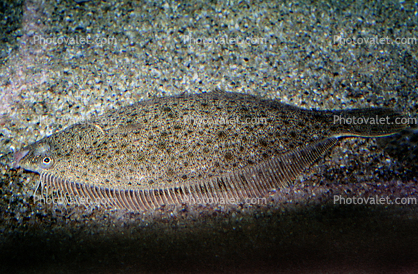 Flounder, Flatfish