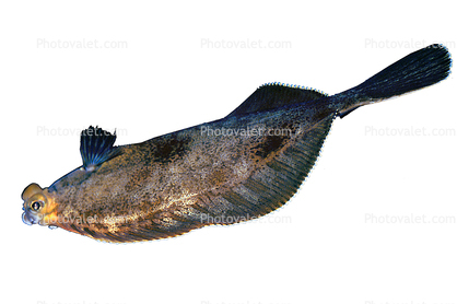 Flounder, Flatfish photo-object, object, cut-out, cutout
