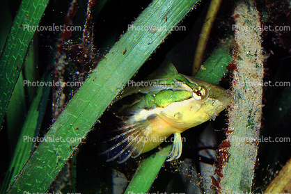 Striped Kelpfish, (Gibbonsia metzi), Perciformes, Clinidae, green camouflage fish, seagrass, eelgrass, underwater, clinid, blennies, blenny, Biomimicry