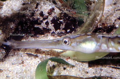 Bay Pipefish, (Syngnathus leptorhyncus), Syngnathidae