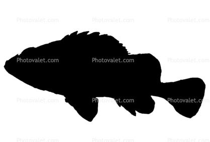 Rockfish silhouette, logo, shape