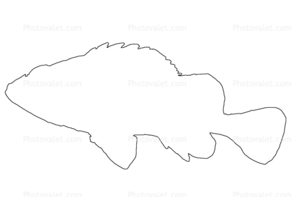 Rockfish, outline, line drawing, shape