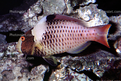 Parrotfish