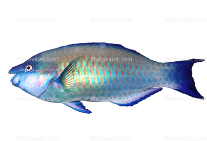 Parrotfish, photo-object, object, cut-out, cutout