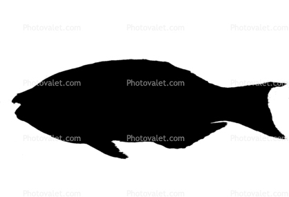 Parrotfish silhouette, logo, shape