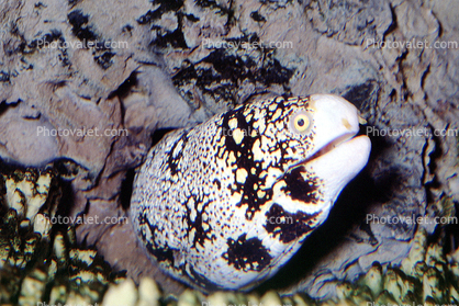 Snowflake Moray Eel, (Echidna nebulosa), Anguilliformes, Muraenidae