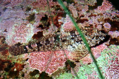 Crevice Kelpfish, (Gibbonsia montereyensis), Perciformes, Clinidae, clinid, blennies, blenny