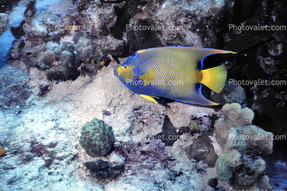 Blue-face Angelfish, Cayman Islands