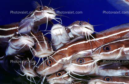 Striped Eel catfish, (Plotosus lineatus), Siluriformes, Plotosidae, toxic, toxins