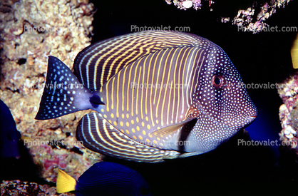 Red Sea sailfin tang, (Zebrasoma desjardinii), Acanthuridae, Perciformes, vertical stripes, dots, Desjardin's Sailfin Tang, marine reef tang, oval