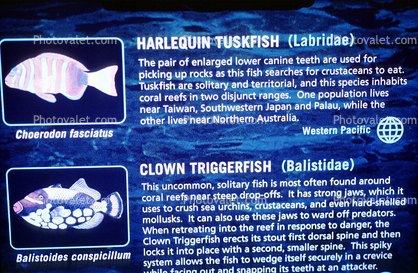 Harlequin Tuskfish, Clown Triggerfish (Balistoides conspiclttum), Balistidae
