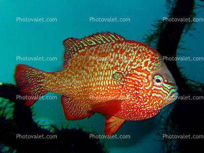 Longear Sunfish, (Lepomis megalotis), [Centrarchidae], Perciformes