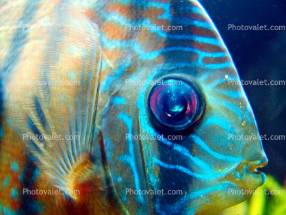 Discus Fish, (Symphysodon discus), Cichlid, Cichlidae, Perciformes, Brazil, eyes, Heroini 