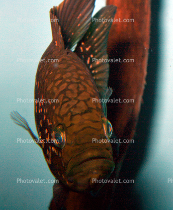 Black Diamond Cichlid, Cichlidae, Paratilapiinae, Lake Madagascar
