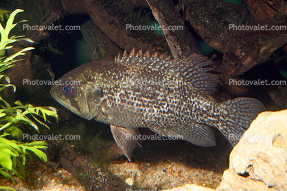 Largmouth Bass, (Micropterus salmoides)