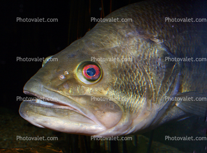 Largmouth Bass, (Micropterus salmoides), face, eyes, mouth, lips, teeth, eyes