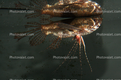 Butterflyfish, (Pantodon buchholzi), Osteoglossiformes, Pantodontidae