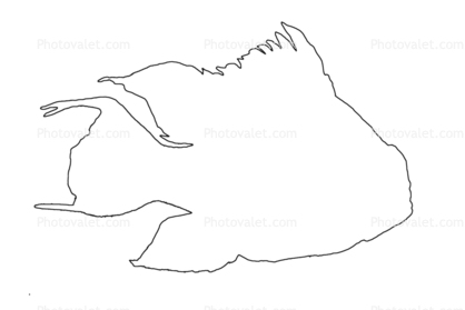 outline of Perciformes, Cichlidae, Cichlid, Bolivia, Brazil, line drawing, shape