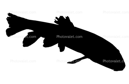 Gray Redhorse Silhouette, (Moxostoma congestum), Cypriniformes, Catostomidae, Rio Grande River Fish, logo, shape
