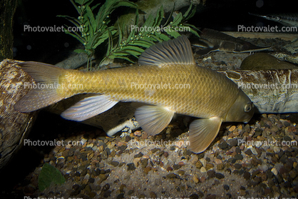 Gray Redhorse, (Moxostoma congestum), Cypriniformes, Catostomidae, Rio Grande River Fish