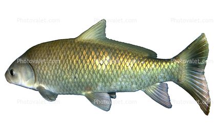 Rio Grande Fish, photo-object, object, cut-out, cutout