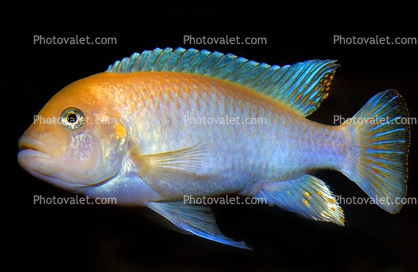 Cichlid