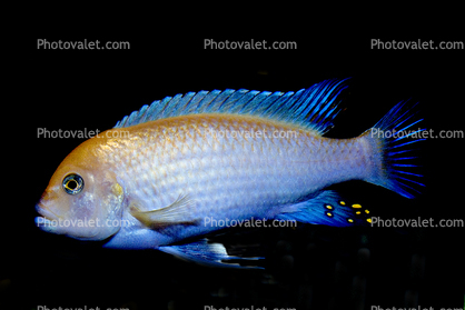 Cichlid