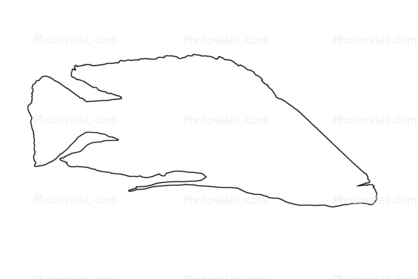 Eyebiter outline, line drawing, shape