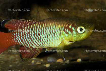 Redtail Notho, (Nothobranchius guentheri), Cyprinodontiformes, Aplocheilidae