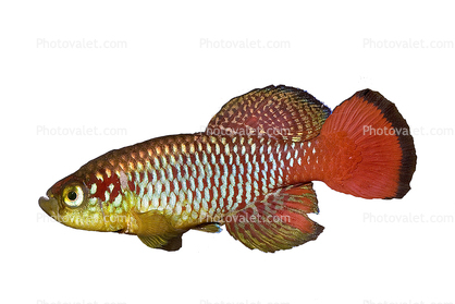 Redtail Notho photo-object, object, cut-out, cutout, (Nothobranchius guentheri), Cyprinodontiformes, Aplocheilidae