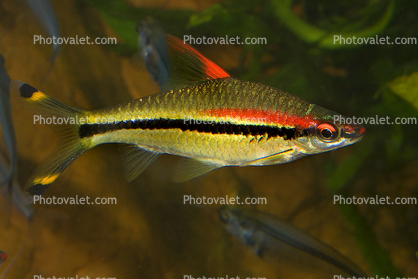 Red Torpedo Barb, Red-Line, Rose-Line, (Sahyadria denisonii), Cypriniformes, Cyprinidae