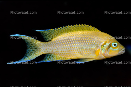 (Variabilichromis moorii), Cichlids, Cichlidae, Lake Tanganyika Africa