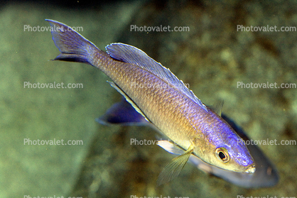 Black-finned slender cichlid, (Cyprichromis leptosoma), Cichlidae, Lake Tanganyika Cichlids, Africa