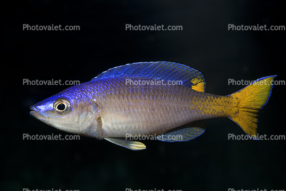 (Cyprichromis leptosoma kitumba), Cichlids, Cichlidae, Lake Tanganyika, Africa