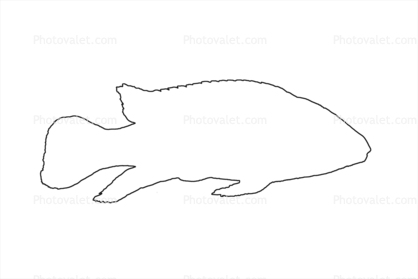 Lemon Cichlid, (Lamprologus leleupi) outline, line drawing, shape