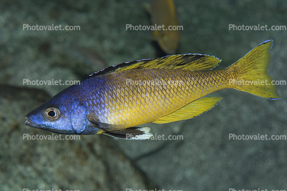 Cyprichromis leptosoma kitumba, Cichlids, Cichlidae, Lake Tanganyika, Africa